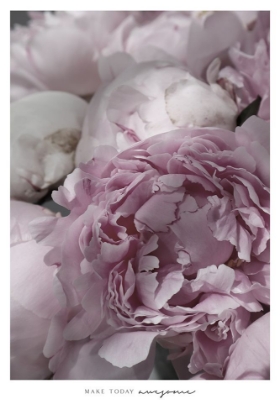 Picture of MAKE TODAY AWESOME PEONIES