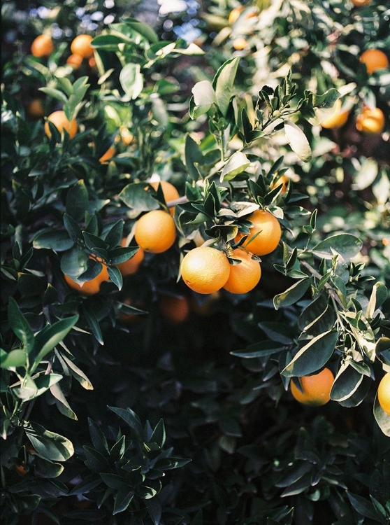 Picture of MARRAKESH ORANGES