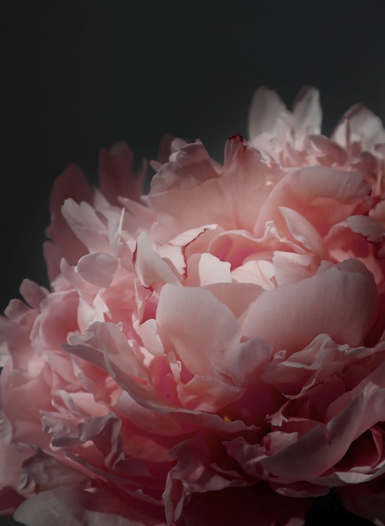 Picture of MOODY BLUSH PEONY I