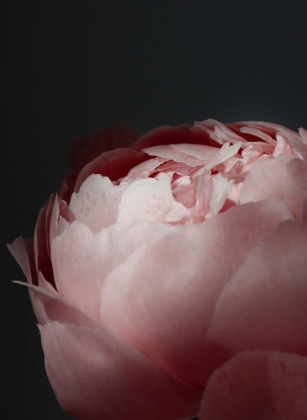 Picture of MOODY BLUSH PEONY II