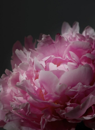 Picture of MOODY PINK PEONY I