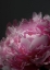 Picture of MOODY PINK PEONY I