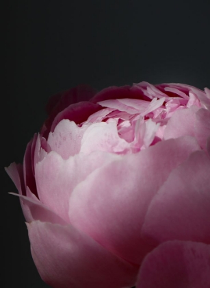Picture of MOODY PINK PEONY II