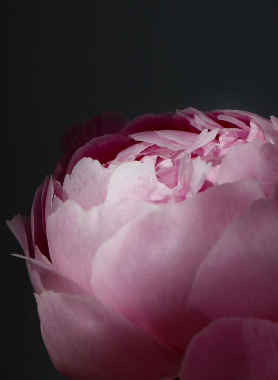 Picture of MOODY PINK PEONY II