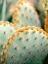 Picture of ORANGE AND GREEN II - MARRAKECH BOTANICAL PHOTOGRAPHY
