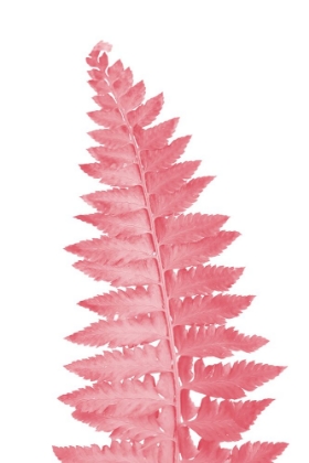 Picture of PINK FERN LEAF