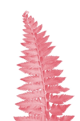 Picture of PINK FERN LEAF