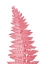 Picture of PINK FERN LEAF