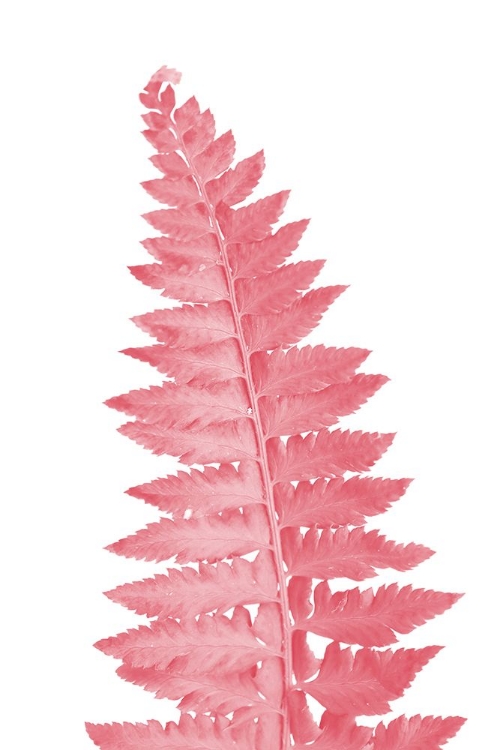 Picture of PINK FERN LEAF