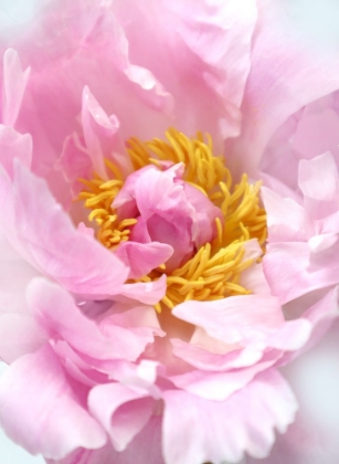 Picture of PINK PEONY I