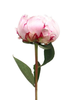 Picture of PINK PEONY II