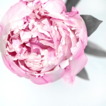 Picture of PINK PEONY III
