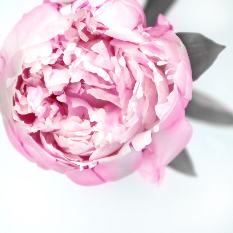Picture of PINK PEONY III