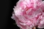 Picture of PINK PEONY IV