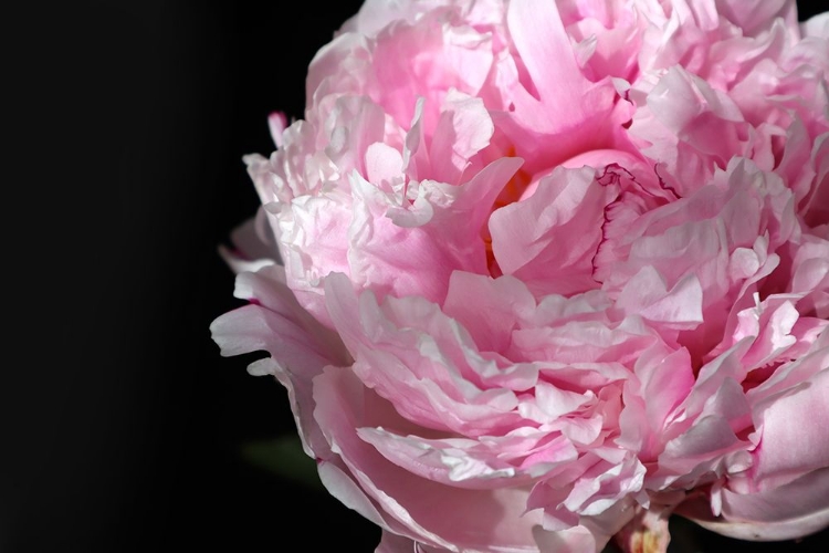 Picture of PINK PEONY IV