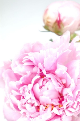 Picture of PINK PEONY IX
