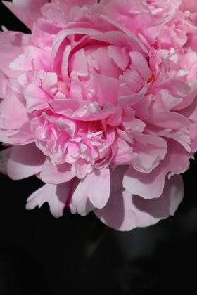 Picture of PINK PEONY V