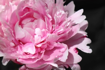 Picture of PINK PEONY VI