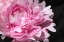 Picture of PINK PEONY VI