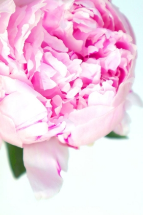 Picture of PINK PEONY VII