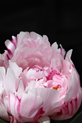 Picture of PINK PEONY VIII
