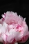 Picture of PINK PEONY VIII