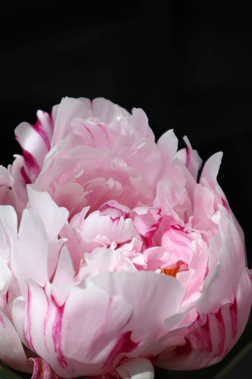 Picture of PINK PEONY VIII