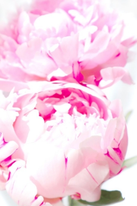 Picture of PINK PEONY X