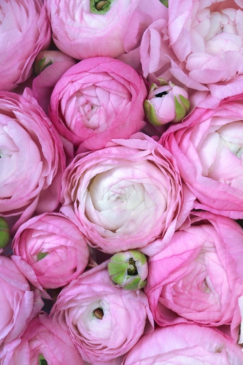 Picture of PINK RANUNCULUS