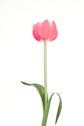 Picture of PINK TULIP