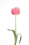 Picture of PINK TULIP