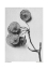 Picture of PTELEA TRIFOLIATA
