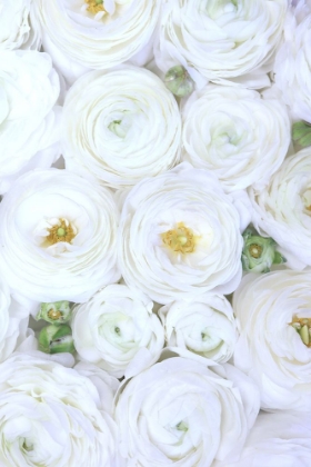 Picture of PURE WHITE RANUNCULUS