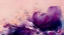 Picture of PURPLE WILD FLOWERS