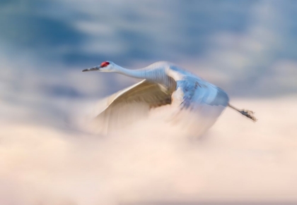 Picture of SANDHILL CRANE FLYING IN CLOUDS