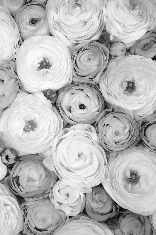 Picture of SCATTERED RANUNCULUS GRAYSCALE I