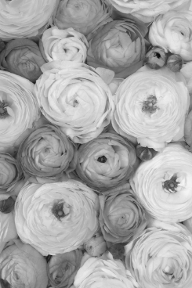 Picture of SCATTERED RANUNCULUS GRAYSCALE II
