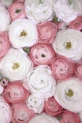 Picture of SCATTERED RANUNCULUS IN MUTED PINK I