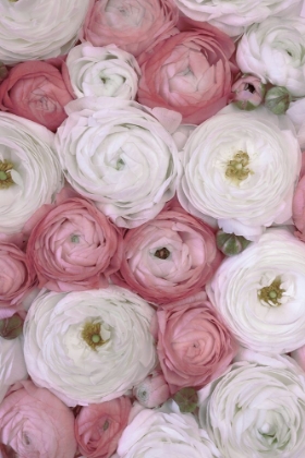 Picture of SCATTERED RANUNCULUS IN MUTED PINK II