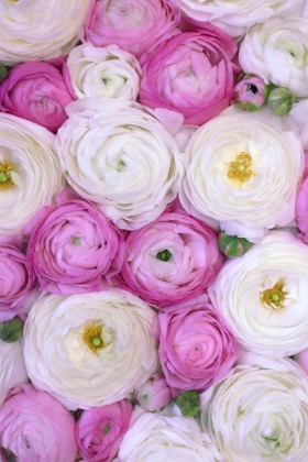 Picture of SCATTERED RANUNCULUS IN PINK I