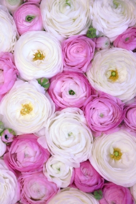Picture of SCATTERED RANUNCULUS IN PINK II