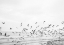Picture of SEAGULLS - COASTAL BLACK AND WHITE