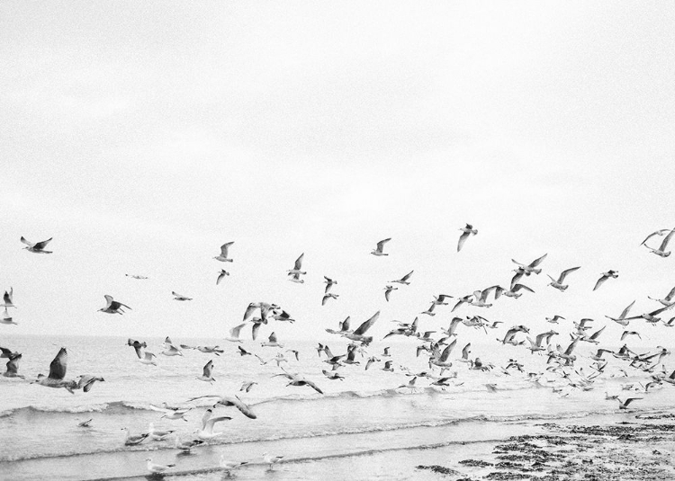 Picture of SEAGULLS - COASTAL BLACK AND WHITE