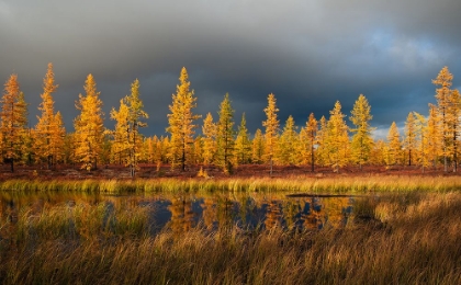 Picture of SIBERIAN FALL