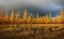 Picture of SIBERIAN FALL