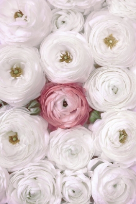 Picture of SINGULAR RANUNCULUS IN BLUSH