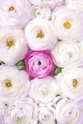 Picture of SINGULAR RANUNCULUS IN HOT PINK