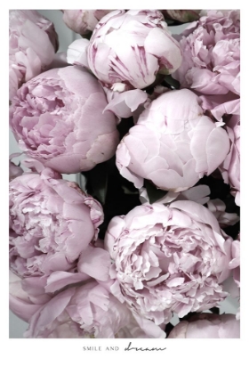 Picture of SMILE AND DREAM PEONIES
