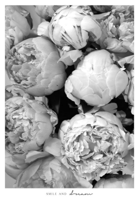 Picture of SMILE AND DREAM PEONIES BW