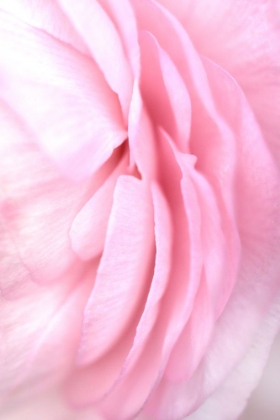Picture of SOFT PINK PETALS